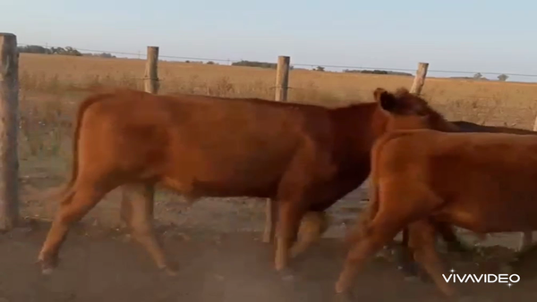 Lote 29 Novillitos en Gral. Belgrano, Buenos Aires