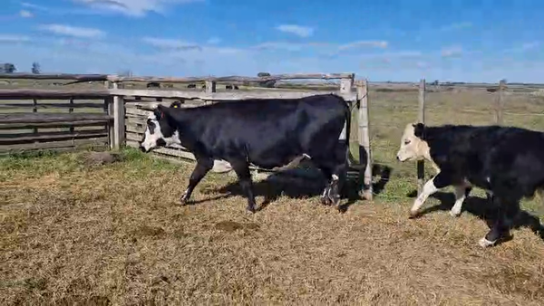 Lote 2 Piezas de cría, San José