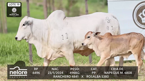 Lote LOTE 19
