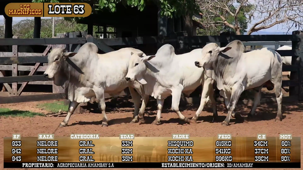 Lote LOTE 63- POR PANTALLA
