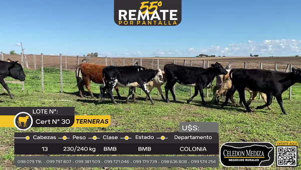 Lote 13 Terneras en San Pedro, Colonia