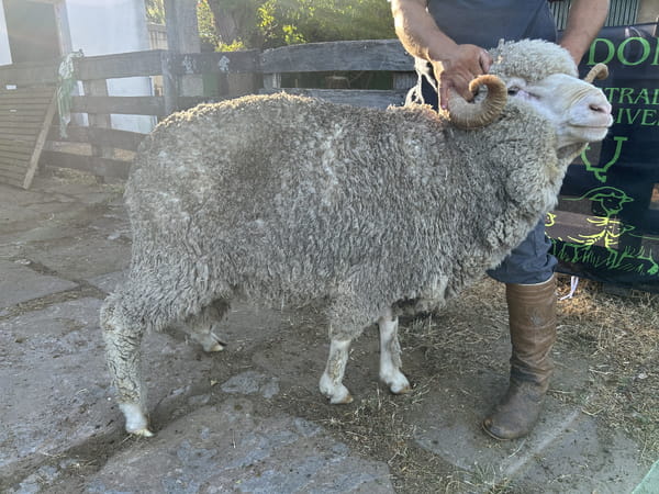 Lote Borrego 4/6D (MO: No)