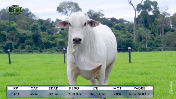 Lote Toros, Concepción