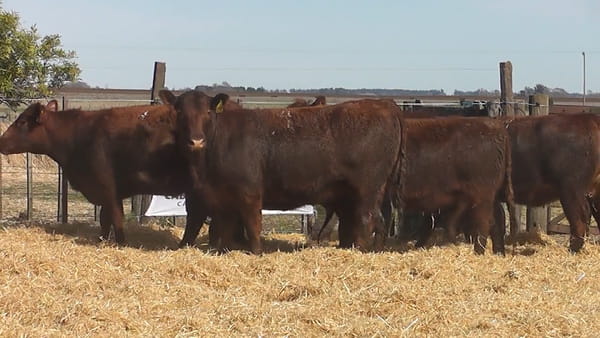 Lote Vaquillonas Coloradas Preñadas