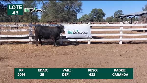 Lote LOTE 43