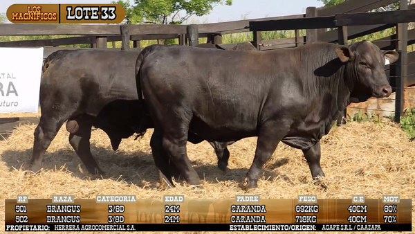 Lote LOTE 33 - VIVO