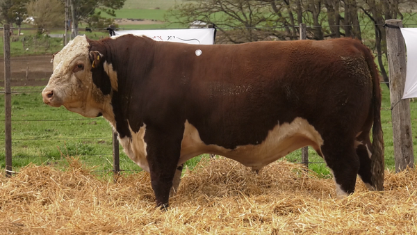 Lote TOROS PUROS REGISTRDOS