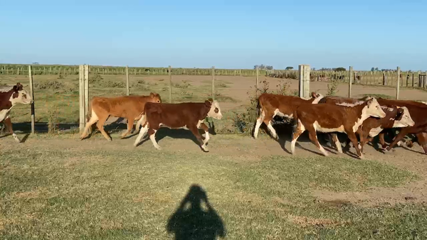 Lote 148 Terneras en Treinta y Tres