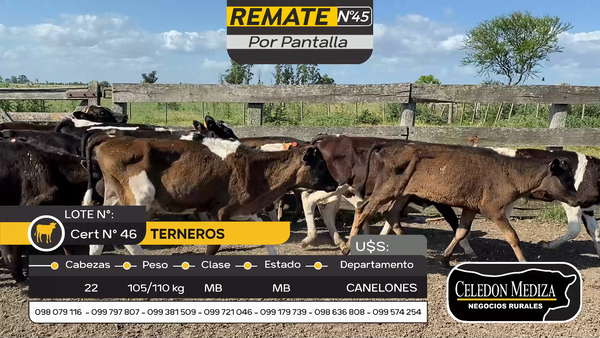 Lote 22 Terneros en Otra Localidad, Canelones