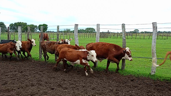 Lote 130 Terneros