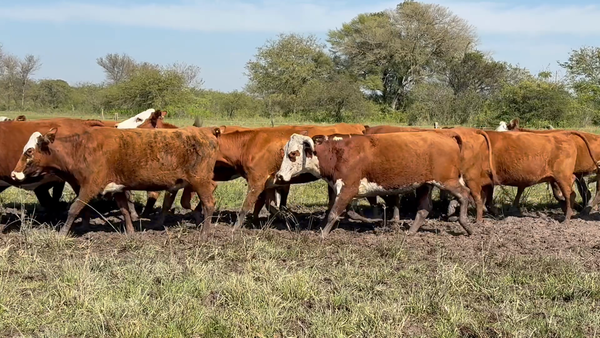 Lote 78 Vaquillonas C/ gtia de preñez en Corrientes, San Cosme