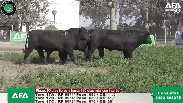 Lote """EL MATACO"" Toros"