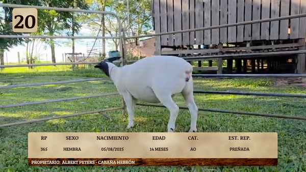 Lote LOTE 20