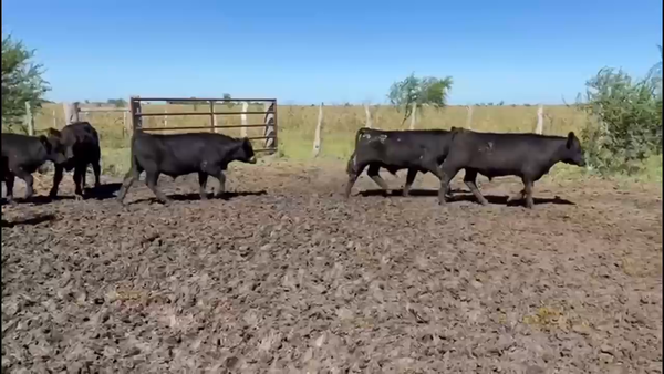 Lote 110 Terneros
