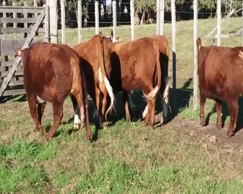 Lote (Vendido)5 Vaquillonas  380kg -  en PLAYA FOMENTO