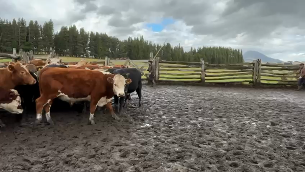 Lote 50 Novillo Engorda en Coyhaique, XI Región Aysén