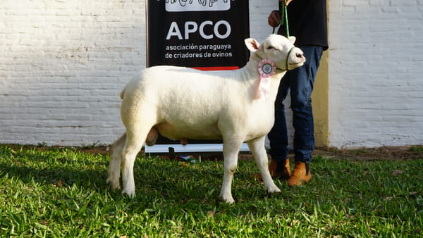 Lote Texel Expo Internacional 2022 - Lote 1