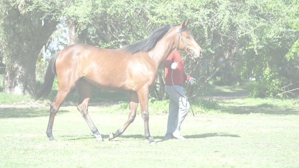 Lote DOÑA MARGOT (A DIFFERENT STYLE -  CAICARA)