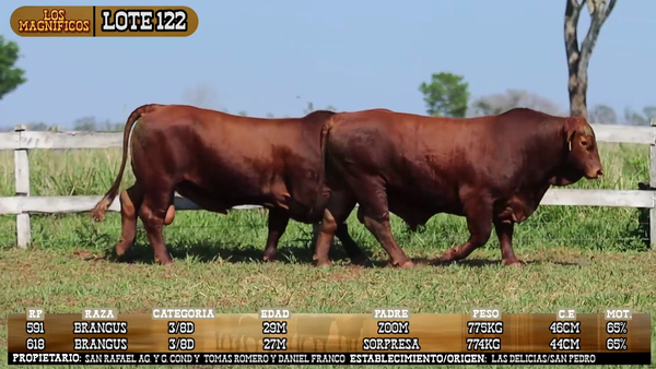 Lote LOTE 122