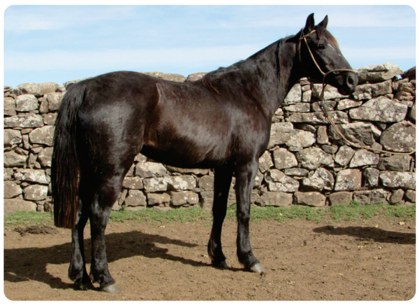Lote Arequita Gaitera