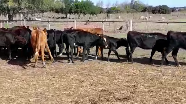 Lote TERNERAS