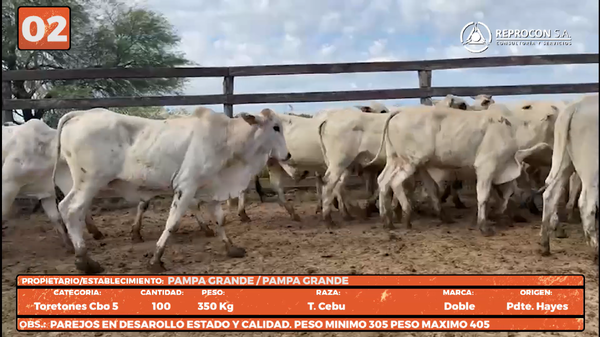 Lote LOTE 2