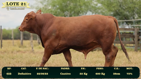 Lote LOTE 21