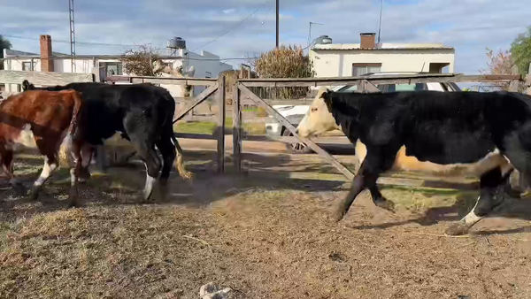 Lote VAQUILLONAS 1 a 2 AÑOS