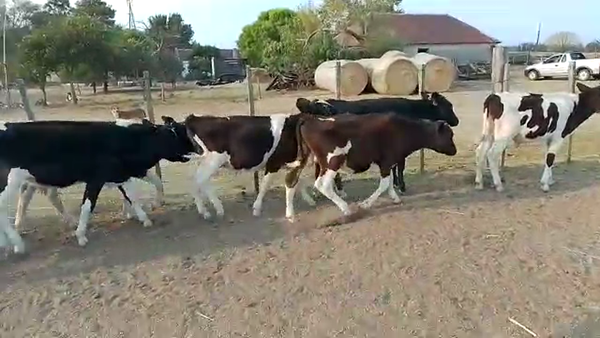 Lote 15 Terneros