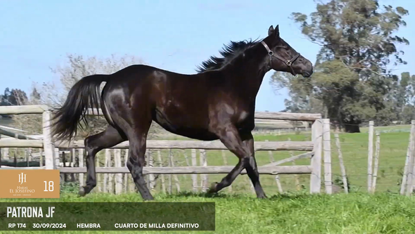 Lote Patrona JF