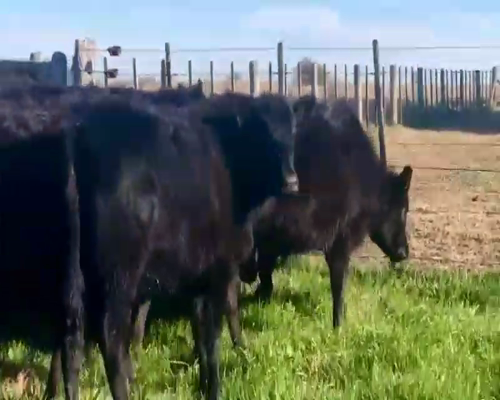 Lote 100 Terneras en Dolores, Buenos Aires