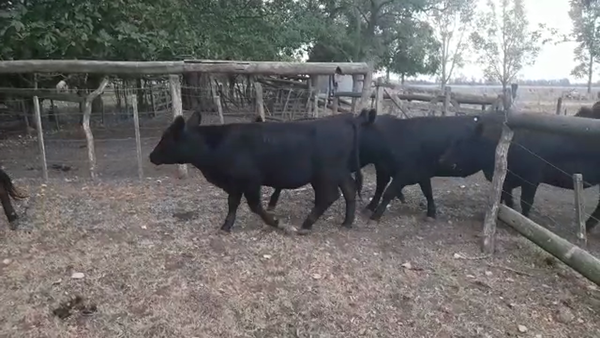 Lote 10 Vaquillonas P/ entorar en Brandsen, Buenos Aires