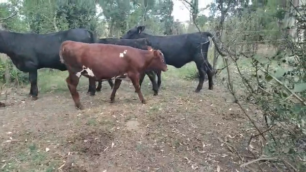 Lote 4 Terneros, San José