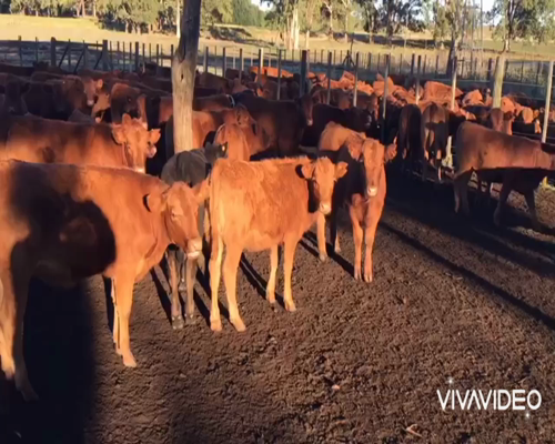 Lote 115 Terneros/as en Tornquist, Buenos Aires