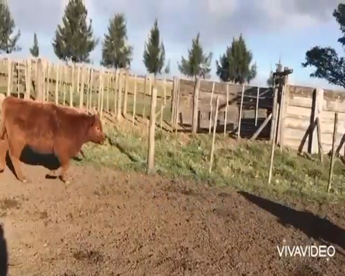 Lote 29 Terneros en Brandsen, Buenos Aires