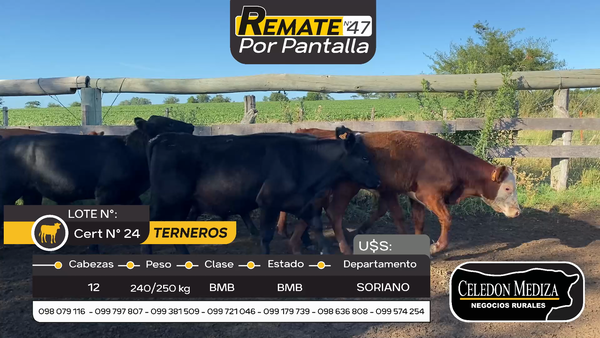 Lote 12 Terneros y Terneras en Cardona, Soriano