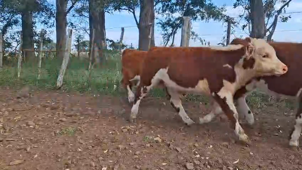 Lote TERNEROS