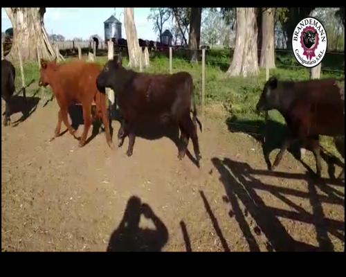 Lote 13 Terneros y 18 Terneras de 190 Kg