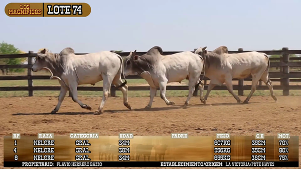 Lote LOTE 74- POR PANTALLA