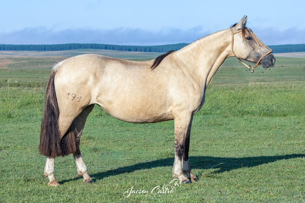 Lote Noche Clara De Los Recuerdos