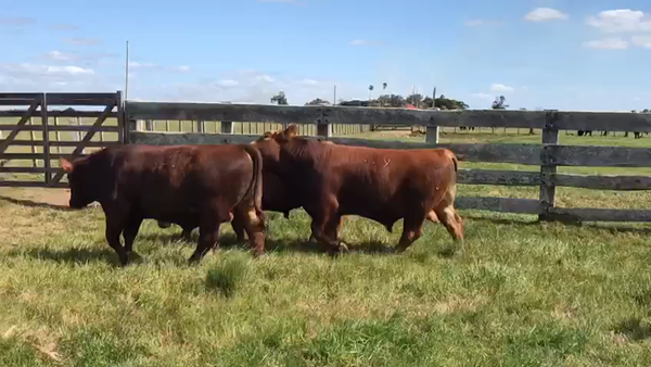 Lote Red Angus -Estancia Mariscala