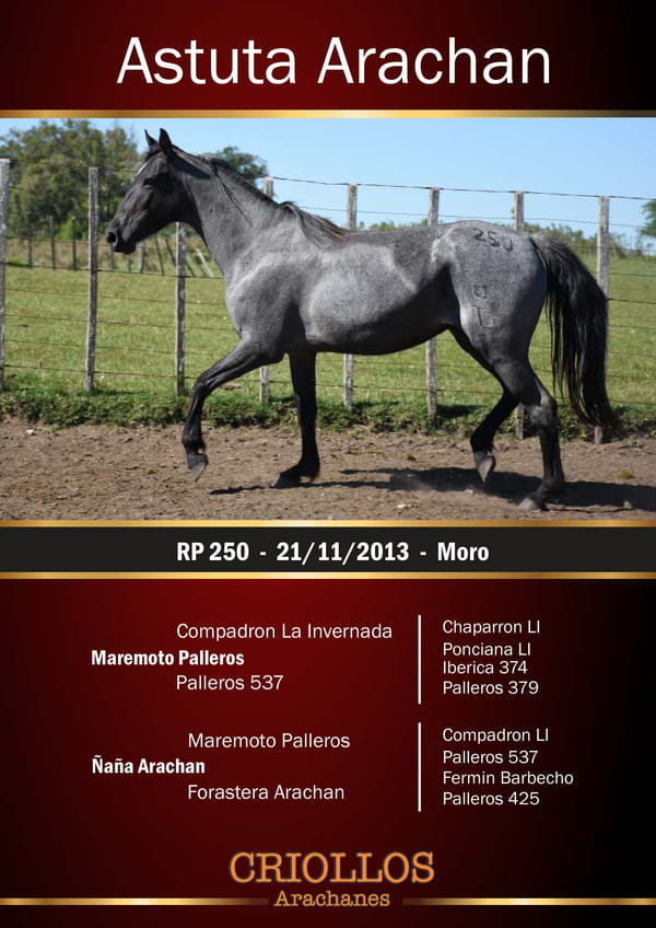 Lote Astuta Arachán - RP 250