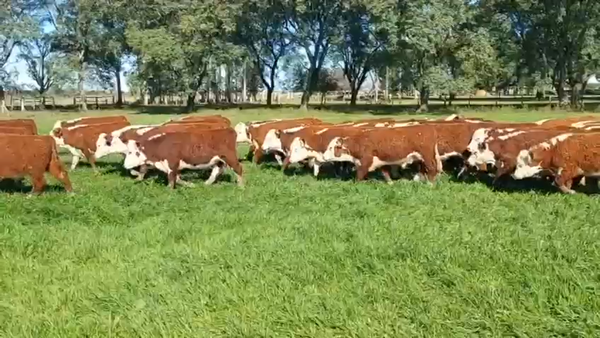 Lote 70 Terneros en Entre Ríos, San José de Feliciano