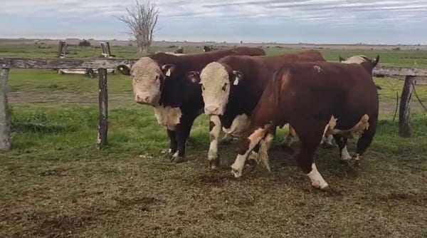 Lote Cabaña El Trece de Spiazzi