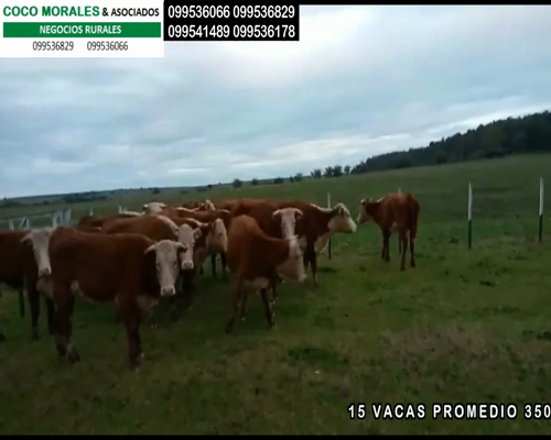 Lote 15 Vacas de Invernada en Ptas. del Perdido, Soriano