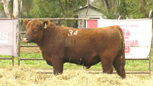 Lote TOROS ANGUS COLORADOS  PC