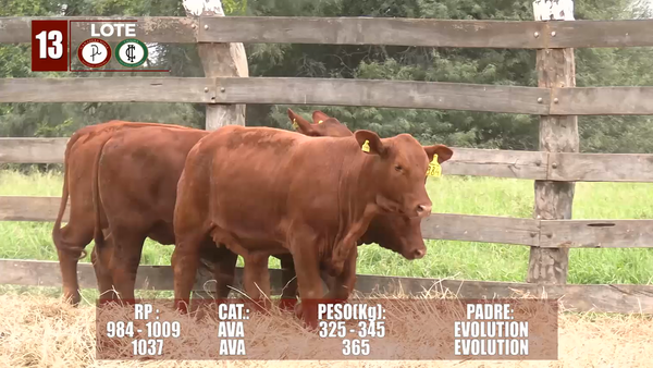 Lote LOTE 13