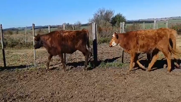 Lote (Vendido)7 Terneros CRUZAS LIMOUSIN 210kg -  en PIEDRA CHATA