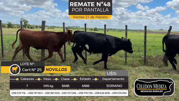 Lote 7 Novillos en Agraciada, Soriano