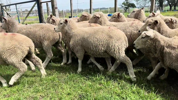 Lote CORDEROS